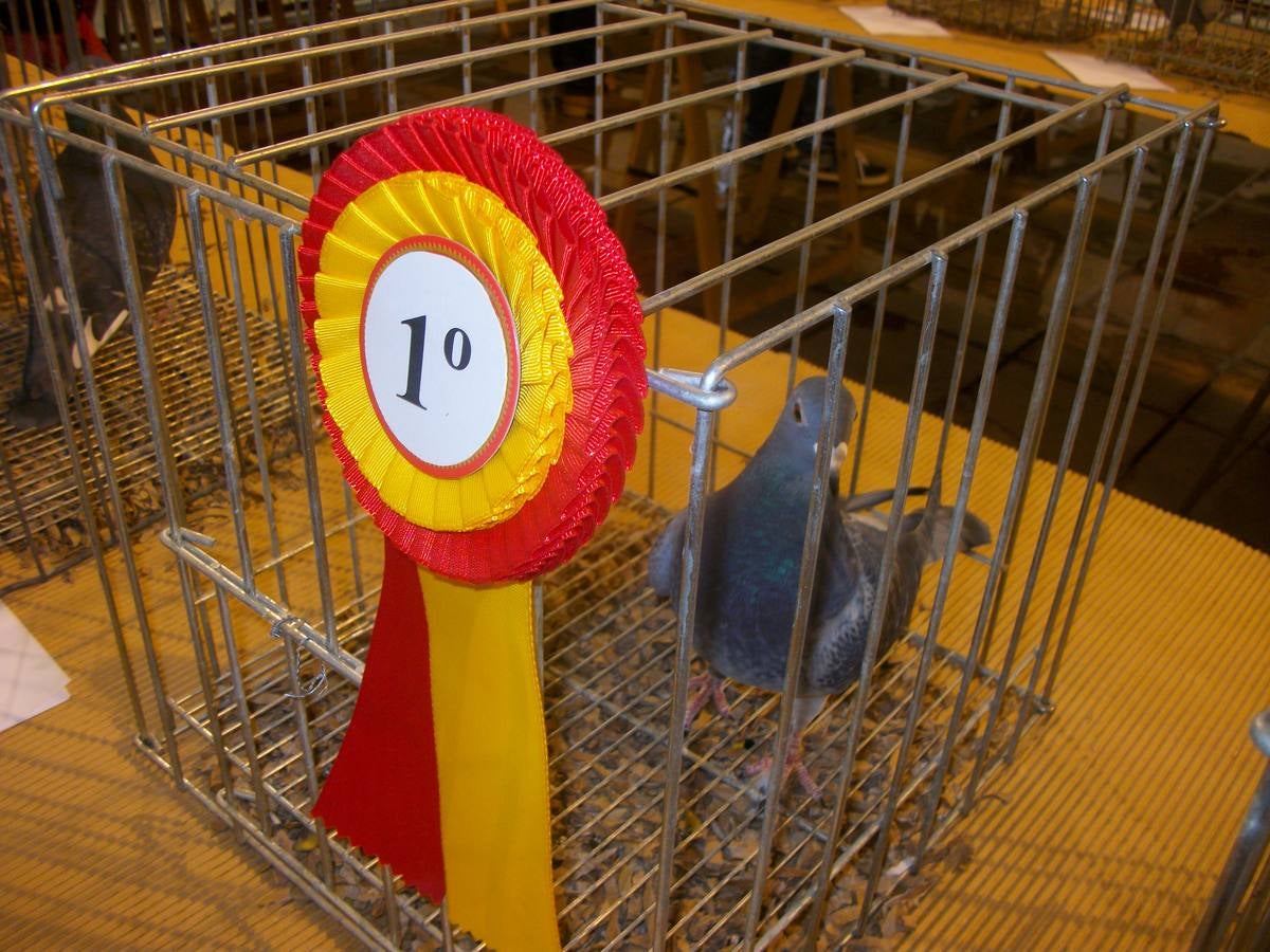 Exposición regional de palomas mensajeras en El Franco