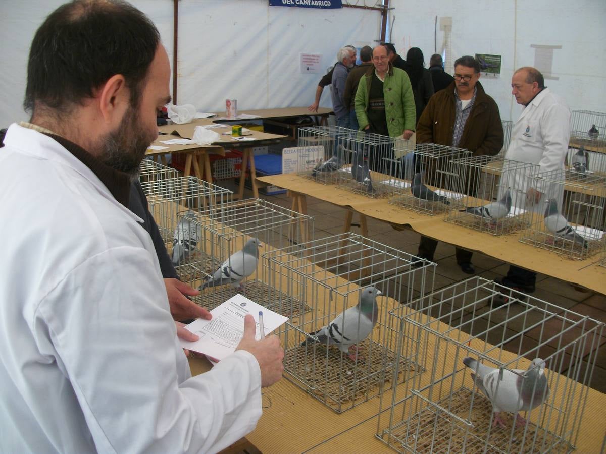 Exposición regional de palomas mensajeras en El Franco