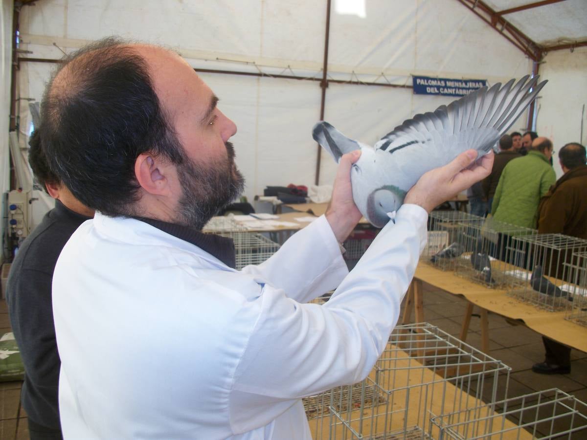 Exposición regional de palomas mensajeras en El Franco