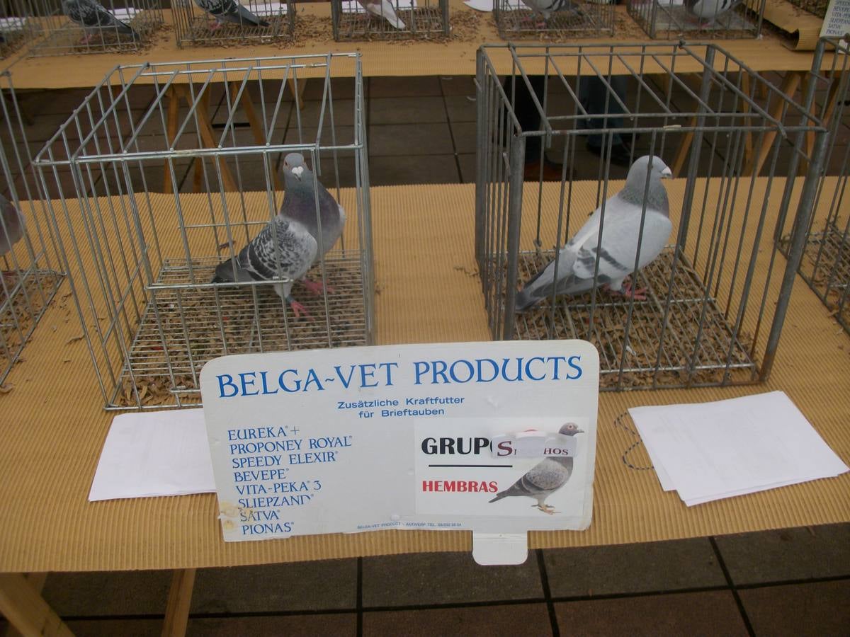 Exposición regional de palomas mensajeras en El Franco