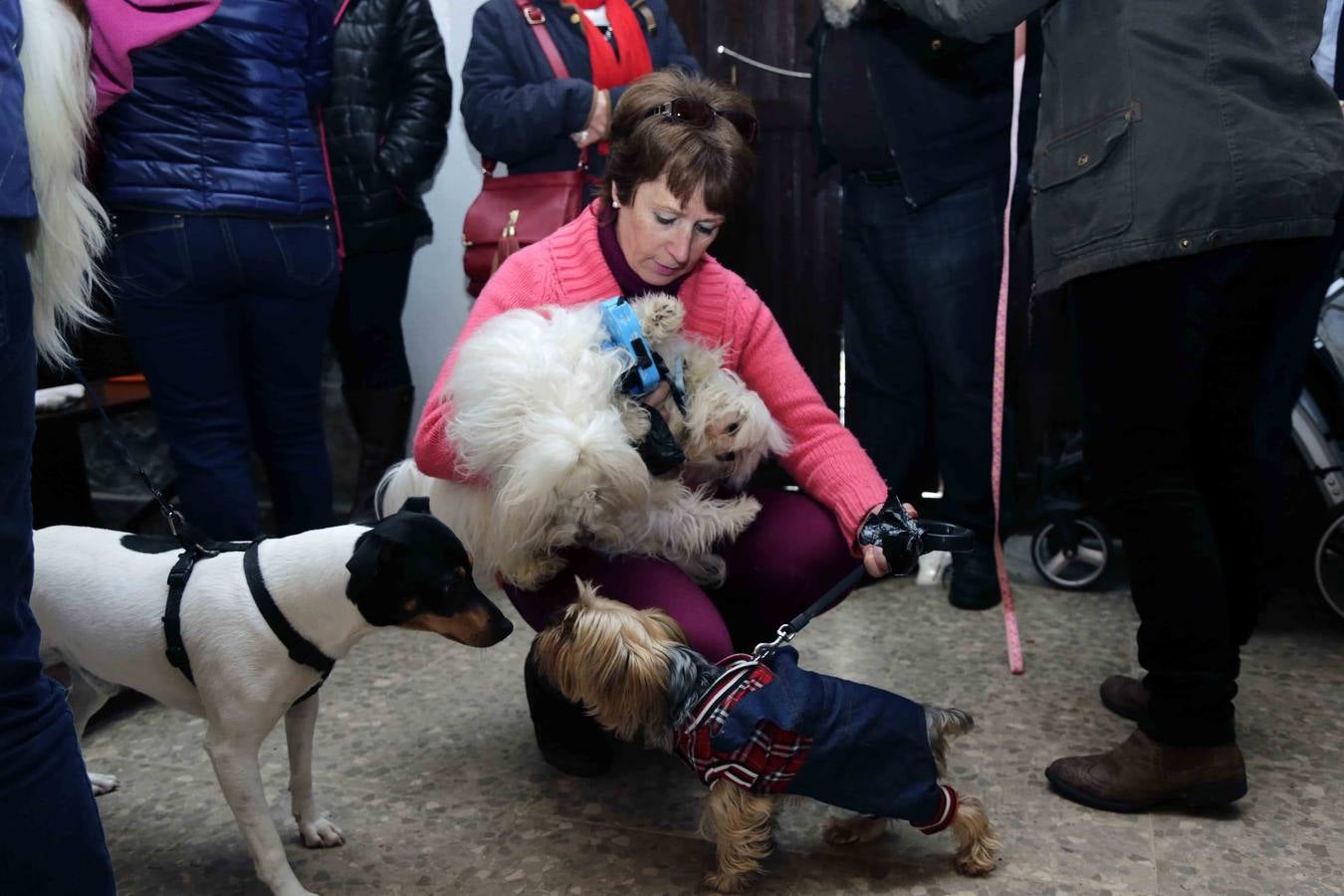 Bendición de las mascotas en Parres