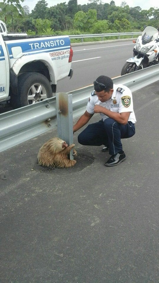 El oso perezoso que ha conquistado al mundo