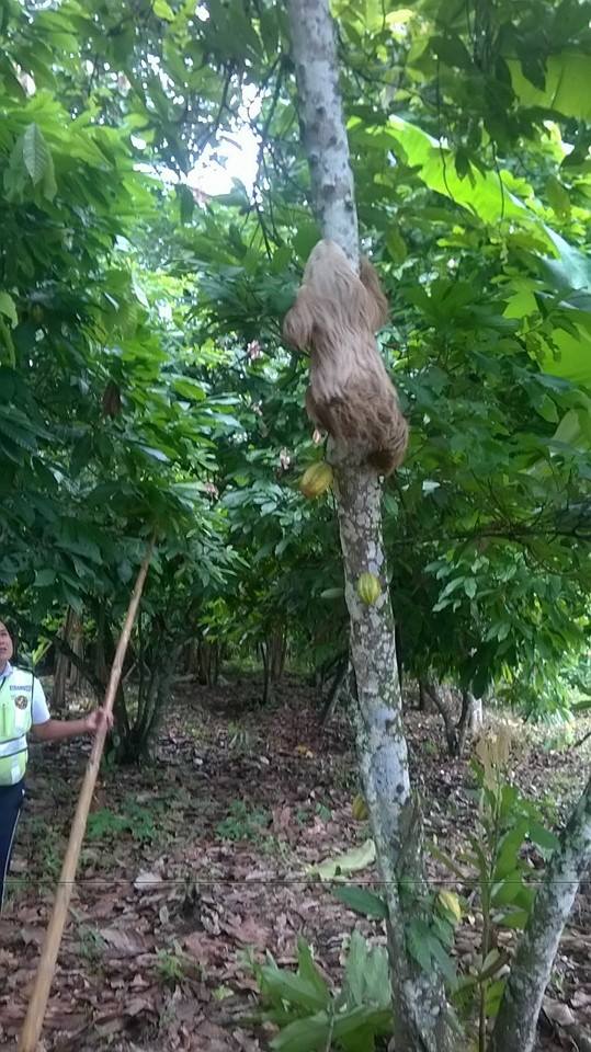 El oso perezoso que ha conquistado al mundo