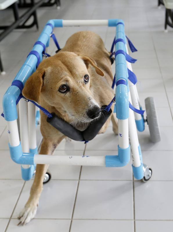 Sillas de ruedas solidarias para mascotas