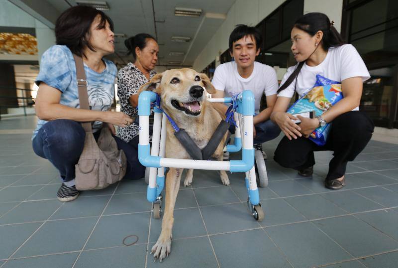 Sillas de ruedas solidarias para mascotas