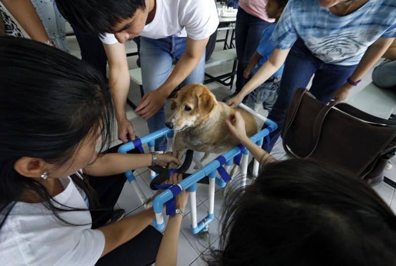 Sillas de ruedas solidarias para mascotas