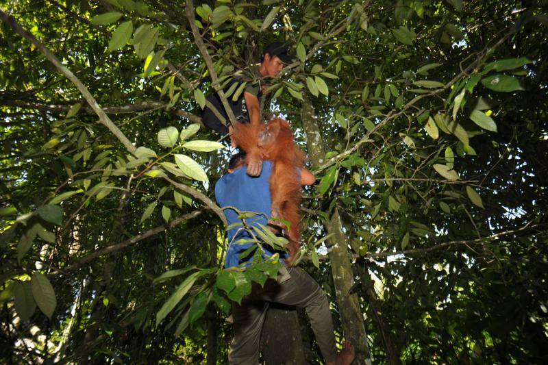 Salvar a los orangutanes, objetivo en Sumatra