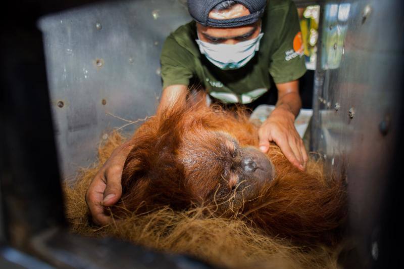 Salvar a los orangutanes, objetivo en Sumatra