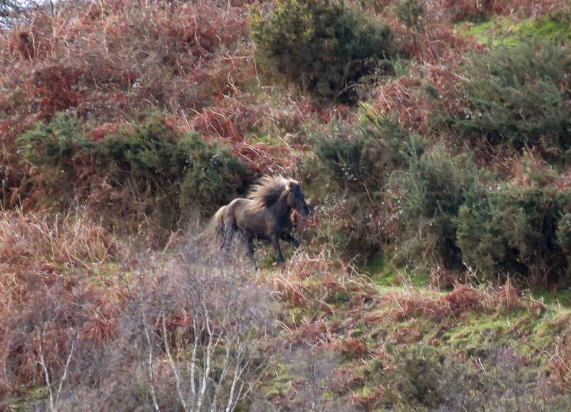 A la caza del caballo del Sueve