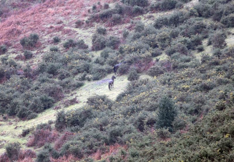 A la caza del caballo del Sueve