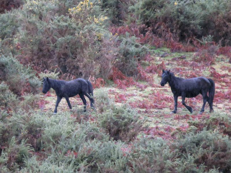 A la caza del caballo del Sueve
