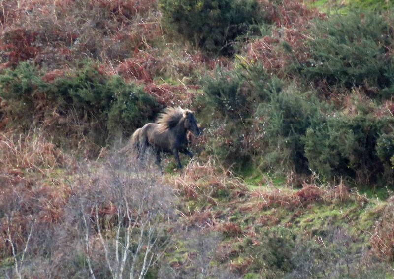 A la caza del caballo del Sueve