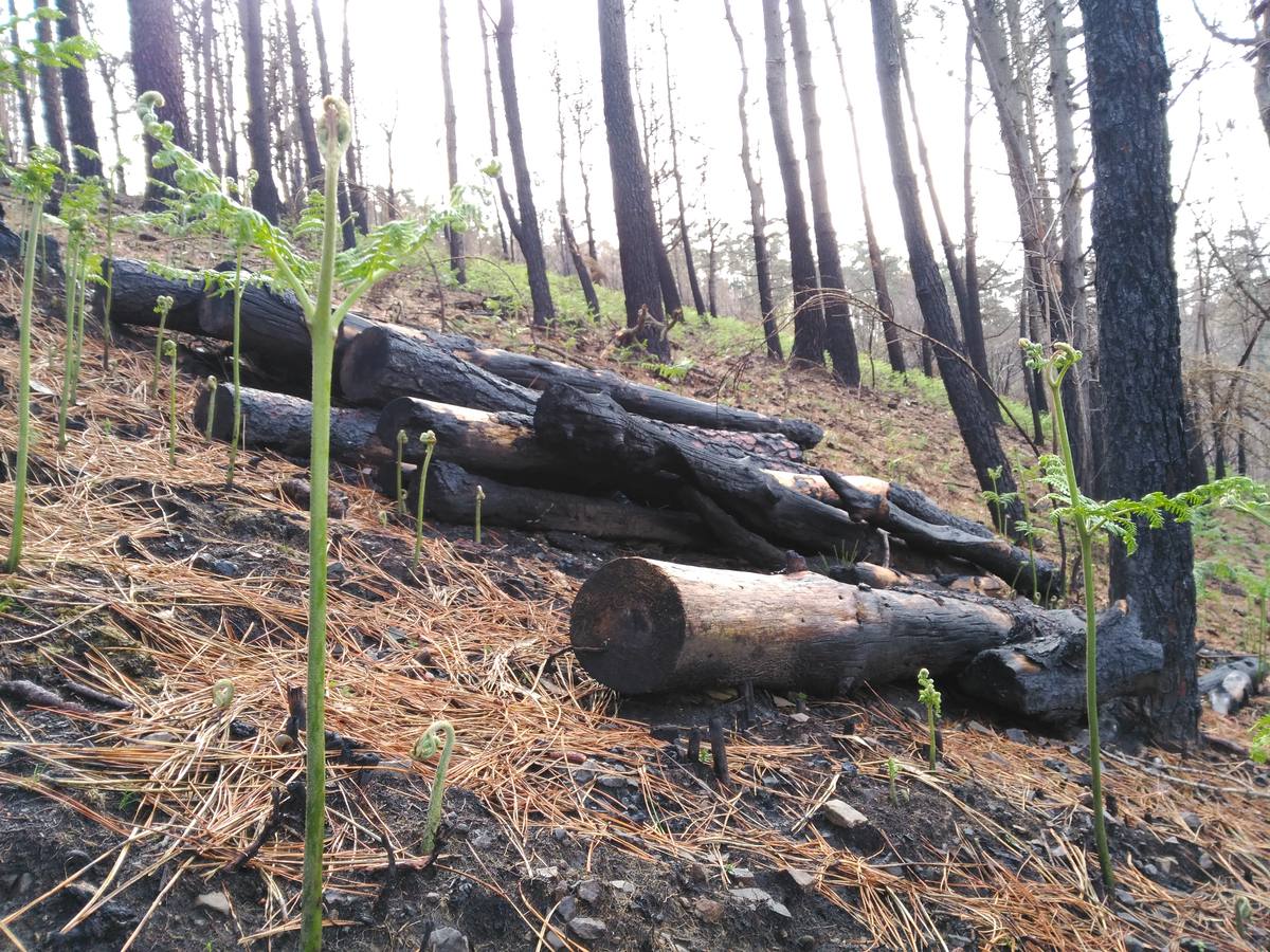 El Franco camina en apoyo a los afectados por los incendios