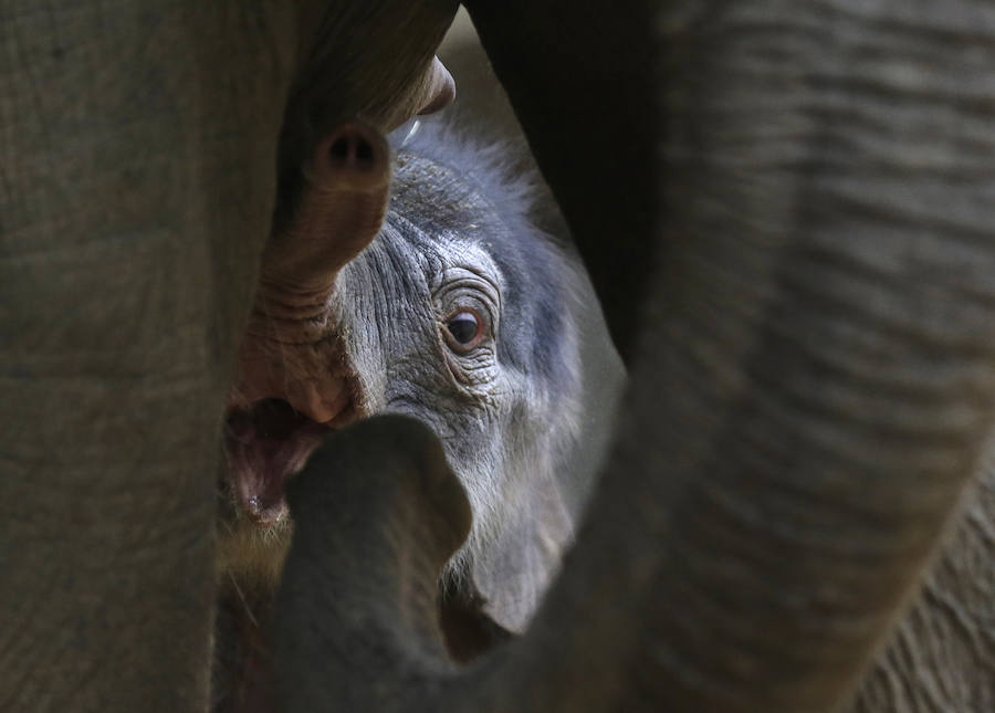 Un nuevo inquilino en el zoo de Praga
