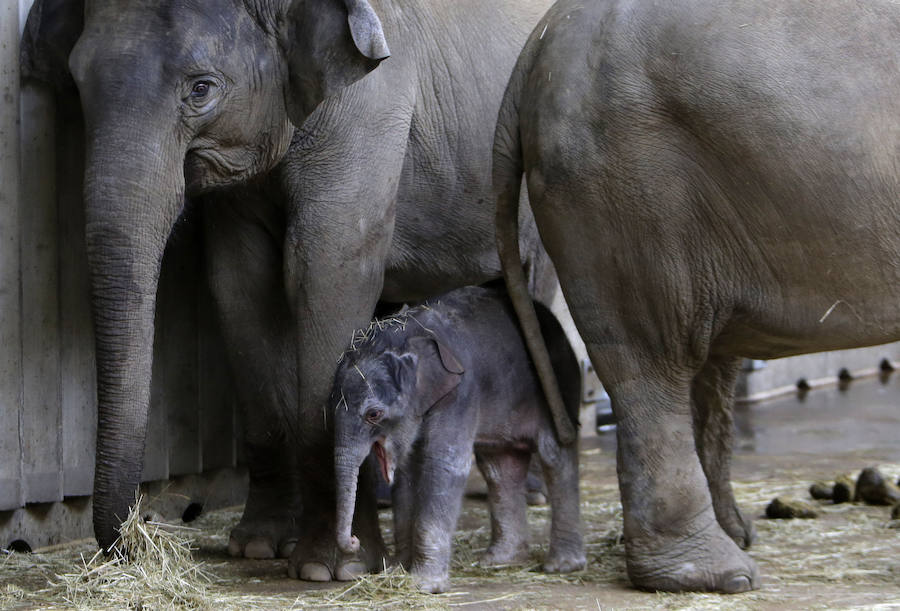 Un nuevo inquilino en el zoo de Praga