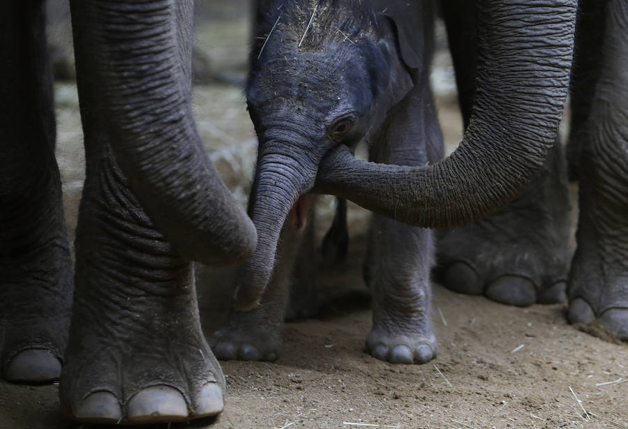 Un nuevo inquilino en el zoo de Praga