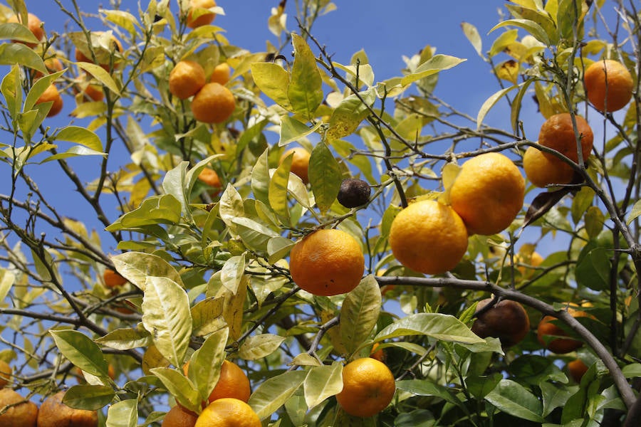 Jornada de puertas abiertas en el Jardín Botánico de Gijón