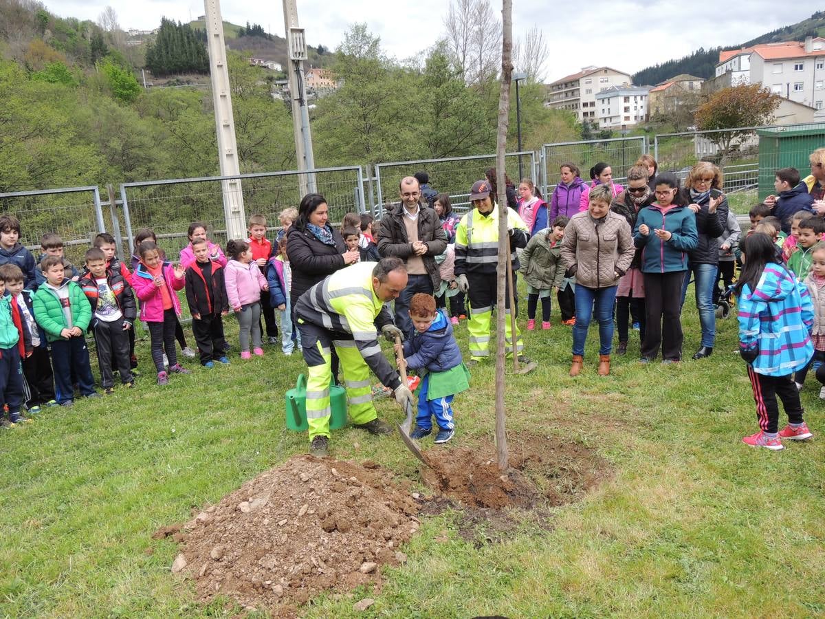 Un nuevo olmo en el patio del colegio Alejandro Casona, de Cangas del Narcea