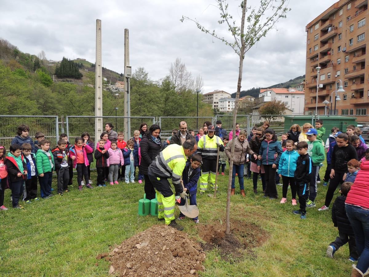 Un nuevo olmo en el patio del colegio Alejandro Casona, de Cangas del Narcea