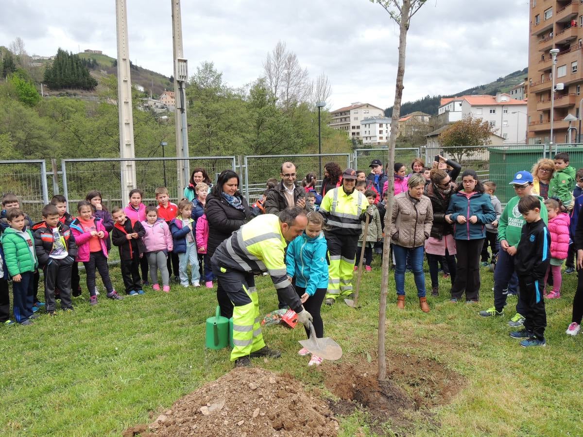 Un nuevo olmo en el patio del colegio Alejandro Casona, de Cangas del Narcea