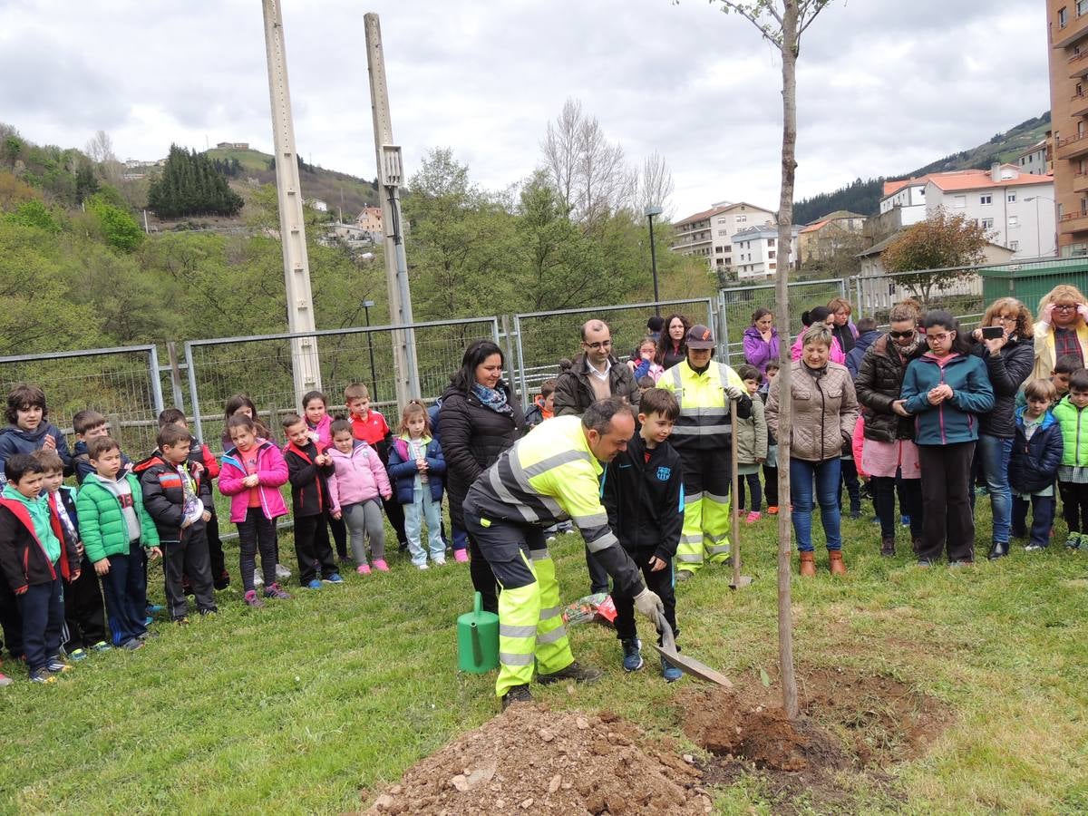 Un nuevo olmo en el patio del colegio Alejandro Casona, de Cangas del Narcea