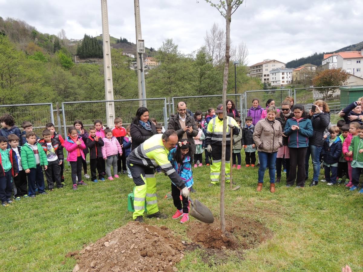 Un nuevo olmo en el patio del colegio Alejandro Casona, de Cangas del Narcea