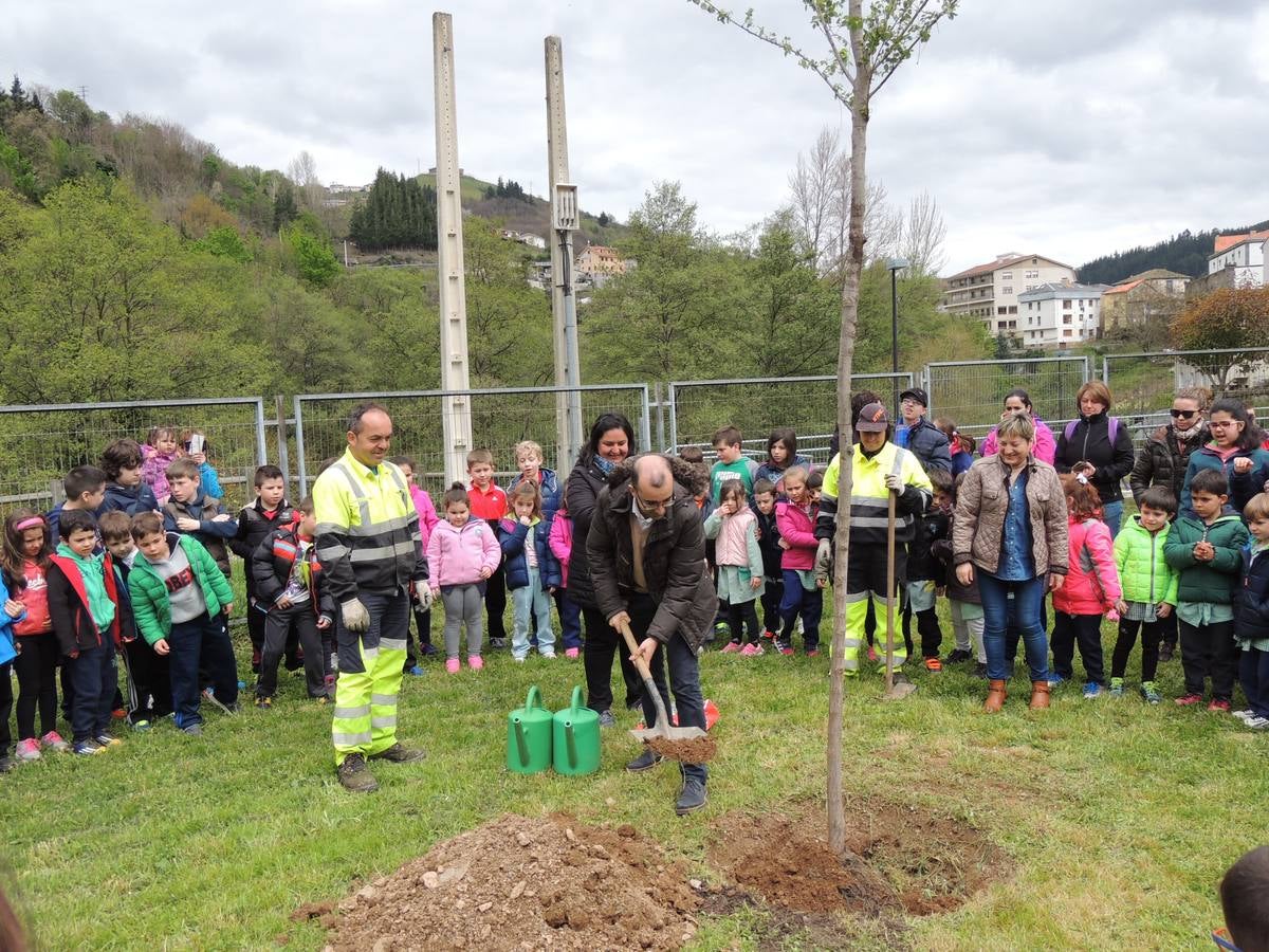 Un nuevo olmo en el patio del colegio Alejandro Casona, de Cangas del Narcea