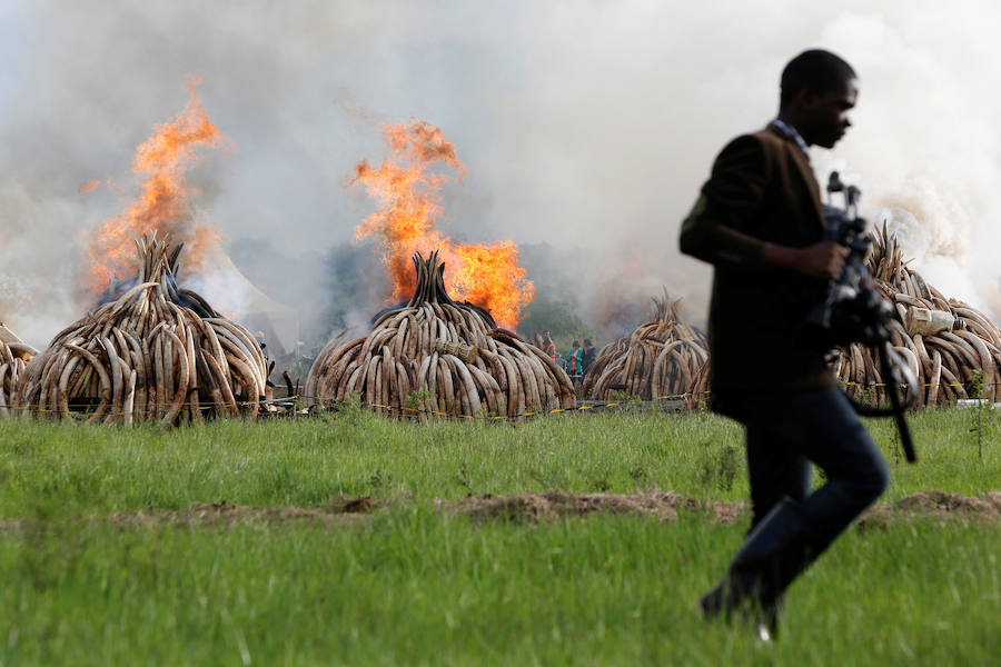 Arden los colmillos de 6.700 elefantes en Kenia