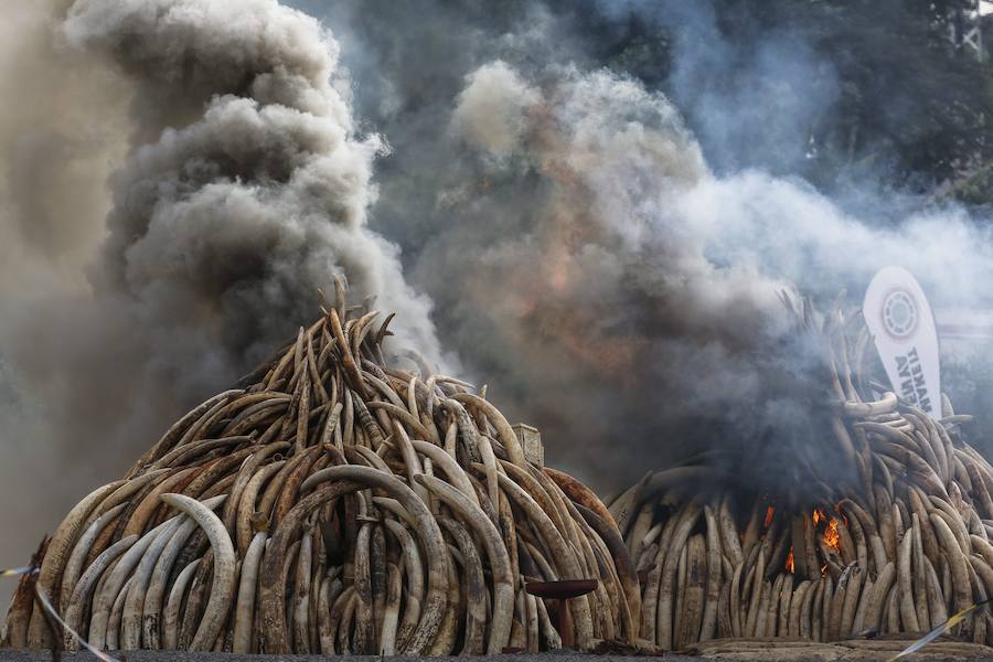 Arden los colmillos de 6.700 elefantes en Kenia