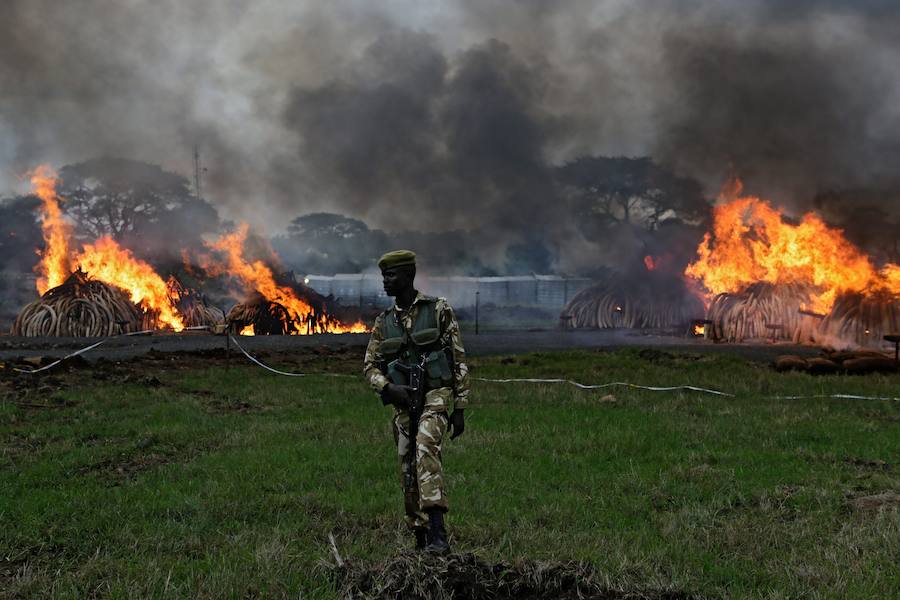 Arden los colmillos de 6.700 elefantes en Kenia