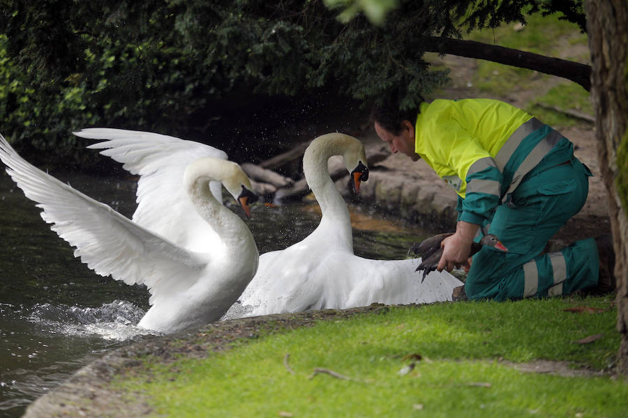Suelta de patos en el Campo San Francisco