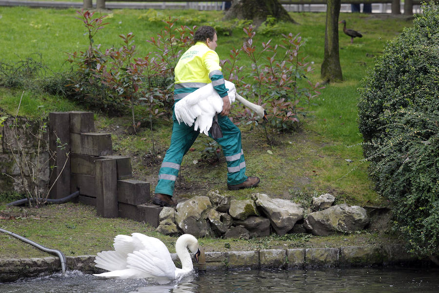 Suelta de patos en el Campo San Francisco