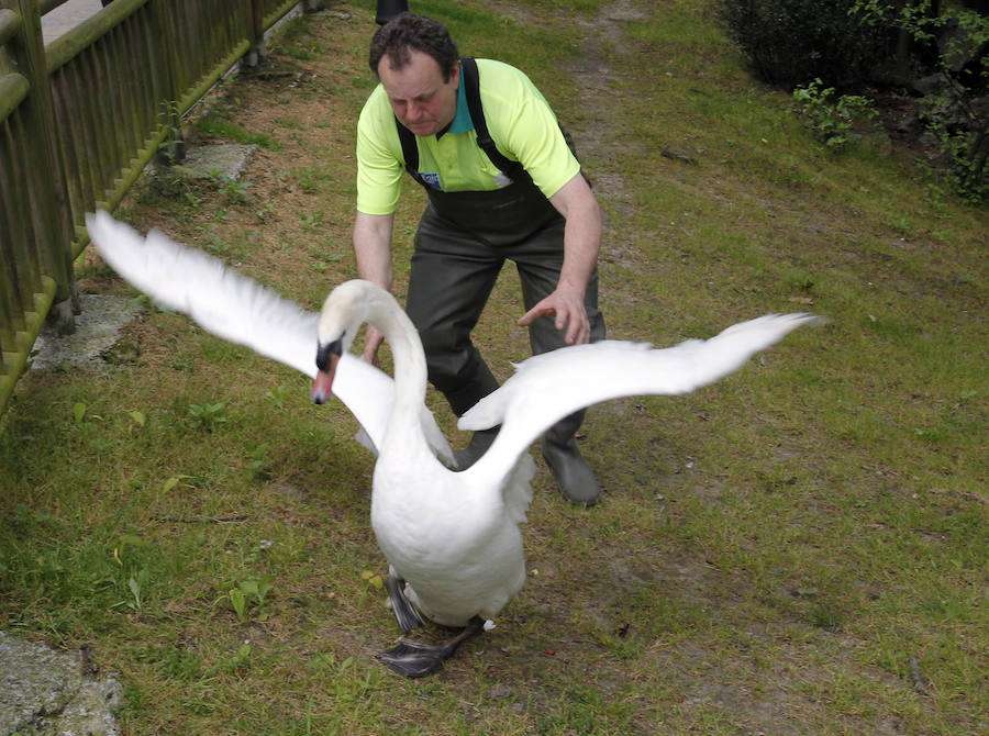 Suelta de patos en el Campo San Francisco