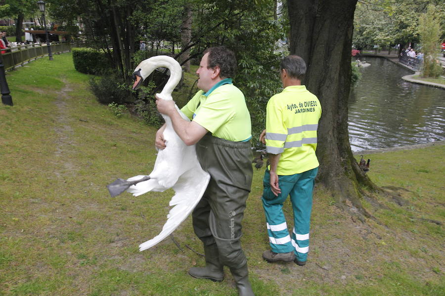 Suelta de patos en el Campo San Francisco