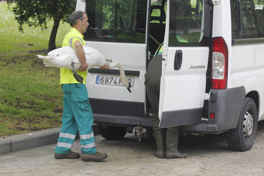 Suelta de patos en el Campo San Francisco