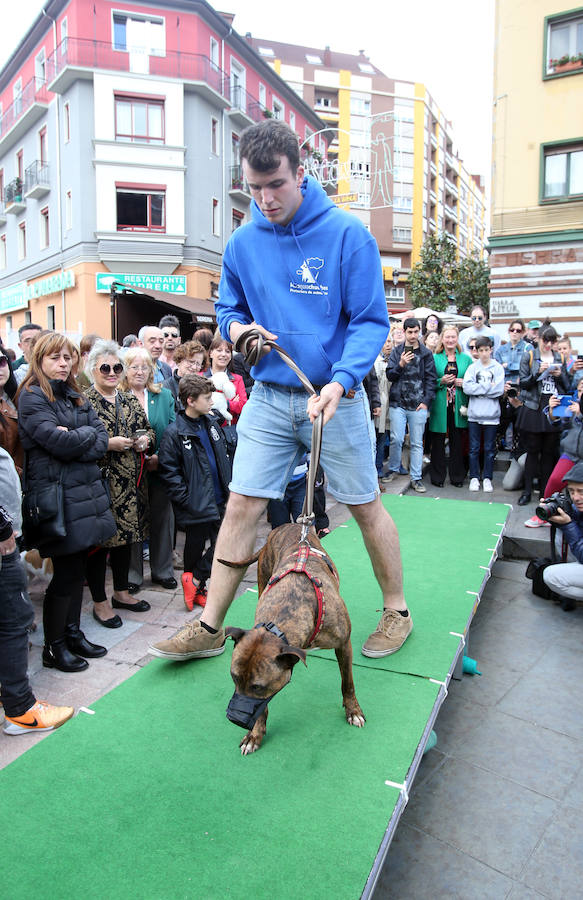 Desfile de perros en adopción en Oviedo