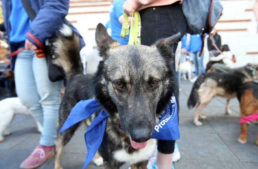 Desfile de perros en adopción en Oviedo