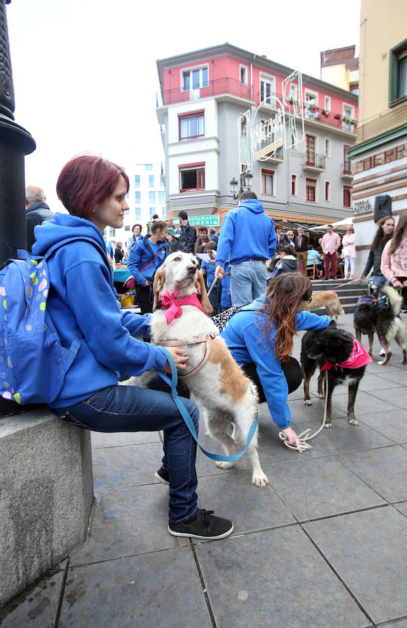Desfile de perros en adopción en Oviedo