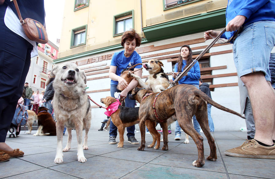 Desfile de perros en adopción en Oviedo