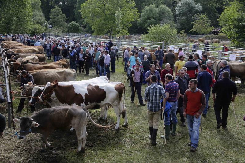 Más de 3.000 cabezas de ganado en la Feriona de Corao