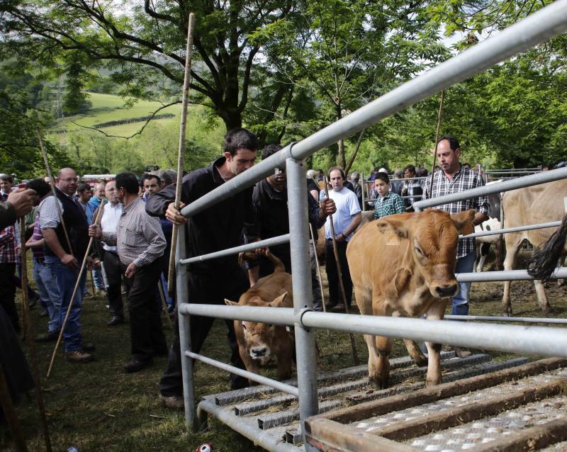 Más de 3.000 cabezas de ganado en la Feriona de Corao