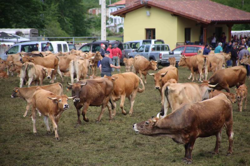 Más de 3.000 cabezas de ganado en la Feriona de Corao