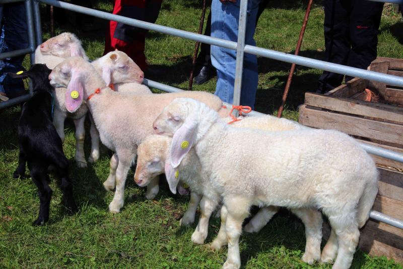 Más de 3.000 cabezas de ganado en la Feriona de Corao