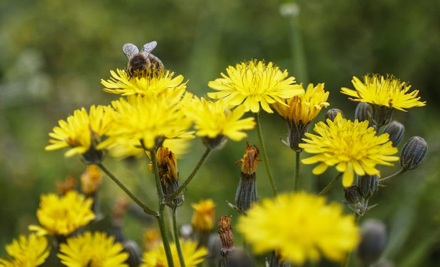 Una abeja busca el polen en una flor. Rioseco. 