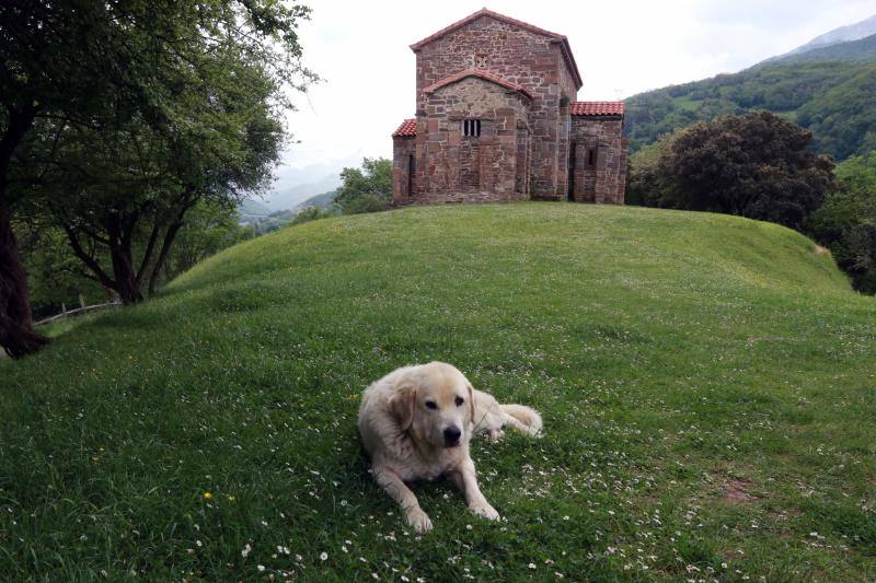 Un perro descansa a los pies de Santa Cristina de Lena. 