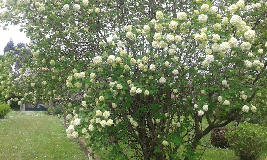 Bolas de nieve. Arroes. 