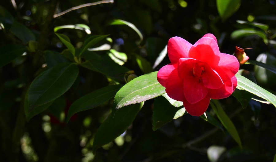 Flores en los jardines del Evaristo Valle. 