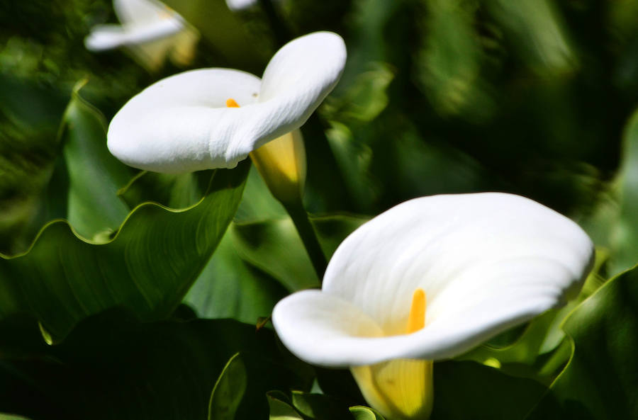 Flores en los jardines del Evaristo Valle. 