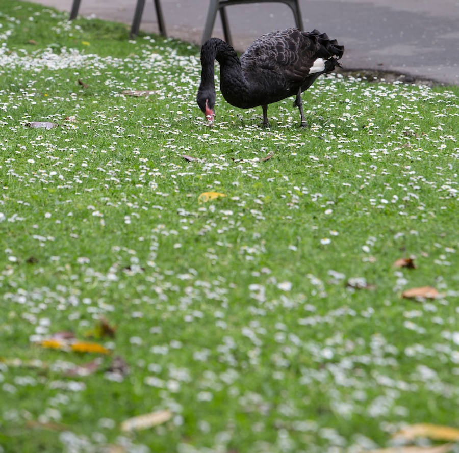 Parque de Ferrera. Avilés. 