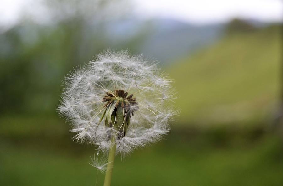 Un diente de león asoma entre la naturaleza. 